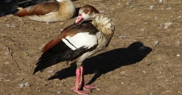 Pato Limpiar Sus Plumas — Vídeos de Stock