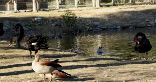 Grupo Patos Cisnes Descansando Cerca Del Agua — Vídeo de stock