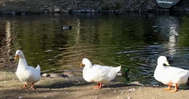 Eine Gruppe Weißer Gänse Rastet Der Nähe Des Sees — Stockvideo