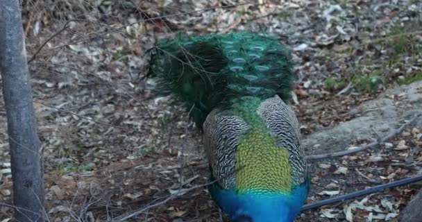 One Beautiful Male Peacock Close — Stock Video