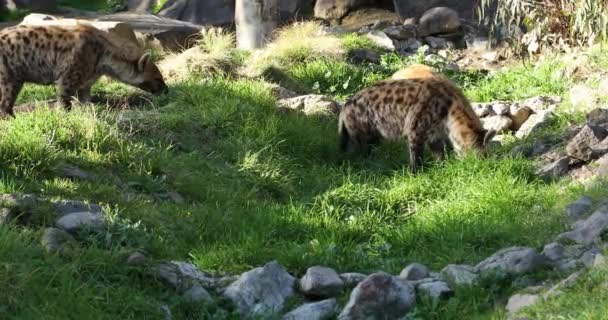 Crocuta Crocuta Vahşi Benekli Sırtlan Ailesi — Stok video