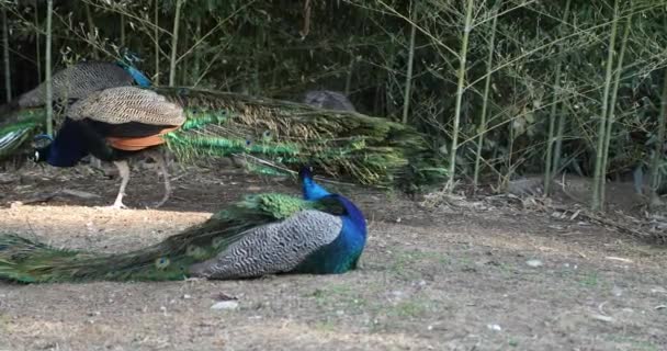 Grupo Hermosos Pavos Reales Masculinos Descansando — Vídeo de stock