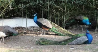 Bir grup güzel erkek tavus kuşu dinleniyor.