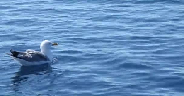 Belle Seagul Nageant Sur Mer Méditerranée Profonde — Video