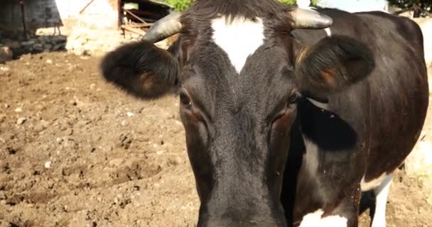 Vacas Pretas Brancas Fazenda — Vídeo de Stock