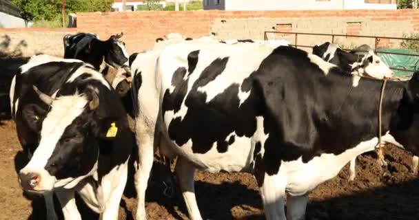 Vacas Pretas Brancas Fazenda — Vídeo de Stock
