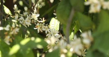Mandalina ağaçları fidanlıklarda çiçek açar.