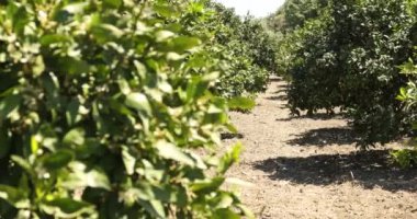 Çiçekleri fidanlıklarda olan mandalina ağaçları.