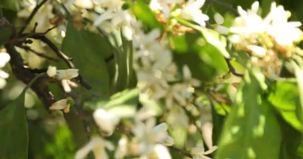 Ramo Árvores Tangerina Com Flor Plantação — Vídeo de Stock