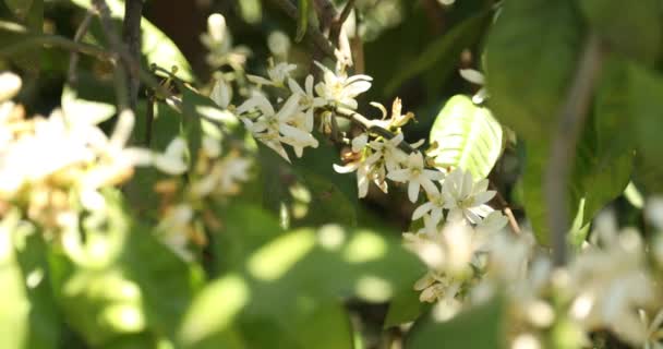 Ramo Árvores Tangerina Com Flor Plantação — Vídeo de Stock