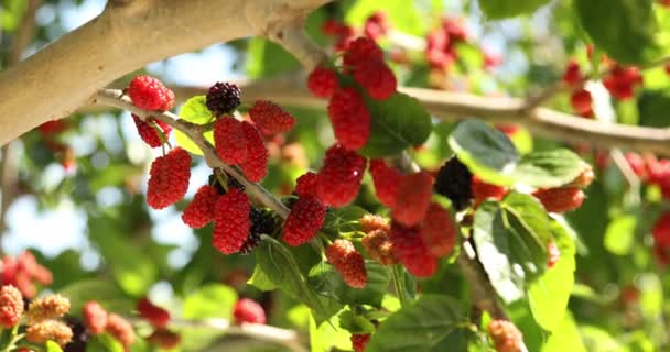 Maulbeerbaum Frische Rote Maulbeere Auf Zweig — Stockvideo