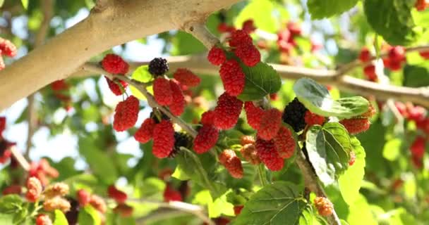 Mûrier Mûrier Rouge Frais Sur Branche — Video