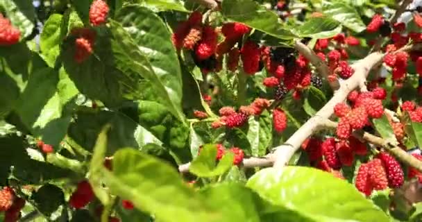 Maulbeerbaum Frische Rote Maulbeere Auf Zweig — Stockvideo