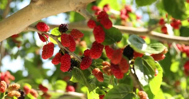 Mûrier Mûrier Rouge Frais Sur Branche — Video