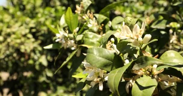 Rama Árboles Mandarina Con Flor Plantación — Vídeos de Stock