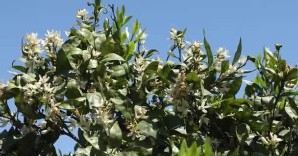 Rama Árboles Mandarina Con Flor Plantación — Vídeos de Stock