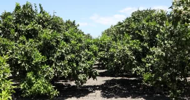 Árboles Mandarín Con Flores Plantación — Vídeos de Stock