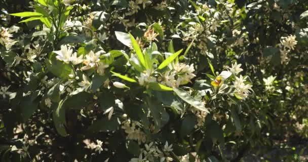 Mandarinenbäume Mit Blüten Auf Plantage — Stockvideo