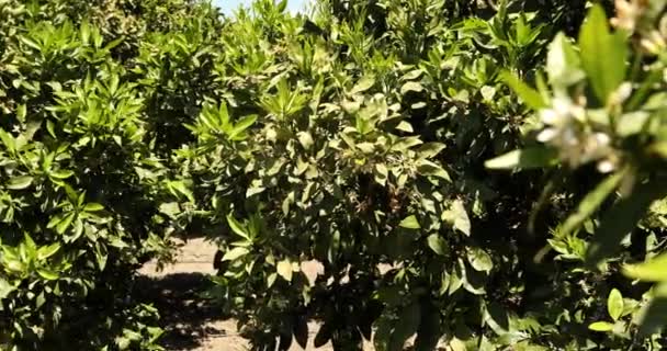 Árboles Mandarín Con Flores Plantación — Vídeos de Stock