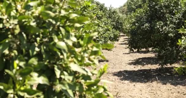 Árboles Mandarín Con Flores Plantación — Vídeos de Stock