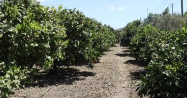 Çiçekleri fidanlıklarda olan mandalina ağaçları.