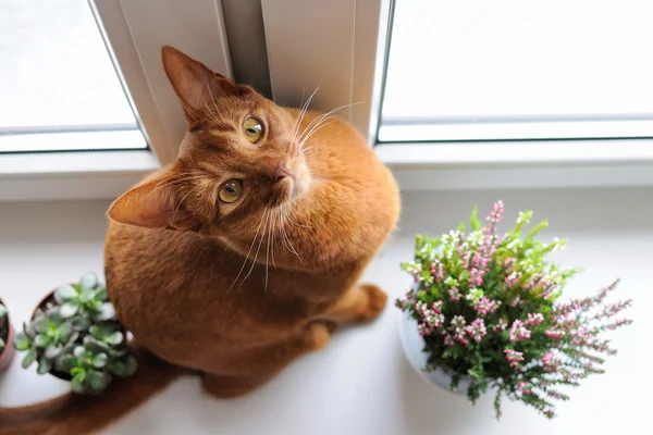 Habeş heather ve succul ile pencere üzerinde oturan kedi