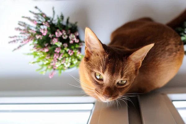 Абиссинская кошка сидит на подоконнике с вереском и суккул — стоковое фото