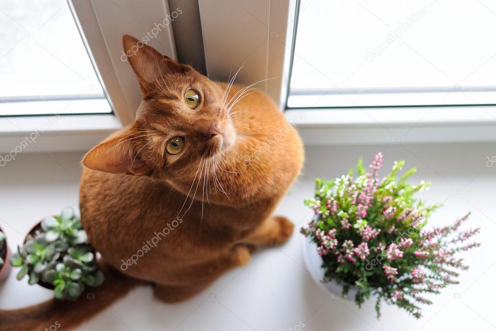 Abyssinian cat sitting on the windowsill with heather and succul