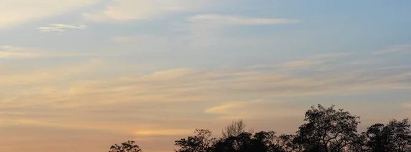 Antecedentes del cielo y árboles al atardecer, crepúsculo — Foto de Stock