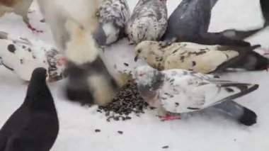 Beyaz Güvercin şehirde kar. Kentsel güvercinler açık renk lekeli.. 