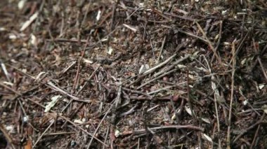 Karıncalar yuva close-up. Ateş karıncası ant Hill ormanda sürünüyor. Büyük karınca yaz forest Hill'de. Karınca yuvası.