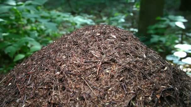 Primer plano del nido de hormigas. Gran colina de hormigas en el bosque de verano. Hormigón . — Vídeos de Stock