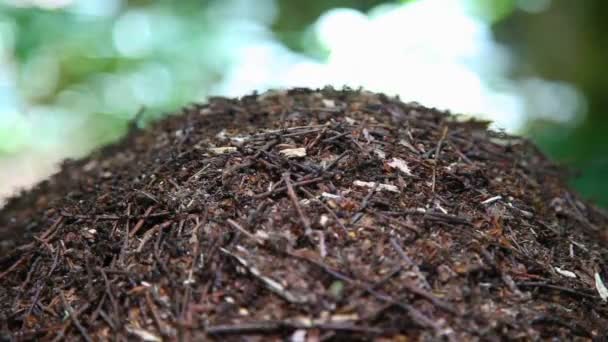 Primer plano del nido de hormigas. Gran colina de hormigas en el bosque de verano. Hormigón . — Vídeos de Stock