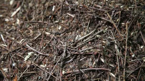 Close-up van mieren nest. Fire Mieren kruipen op de heuvel van de mier in het bos. Grote ant hill in de zomer bos. Mierenhoop. — Stockvideo