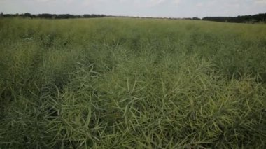 Mavi gökyüzü ve kabarık bulutlar güneşin Rapseed alan. Bitkiler ve mavi gökyüzü.