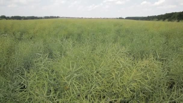 Rapseed veld in de zon met blauwe lucht en pluizige wolken. Planten en blauwe hemel. — Stockvideo