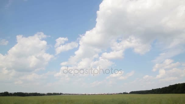 Rapseed veld in de zon met blauwe lucht en pluizige wolken. Planten en blauwe hemel. — Stockvideo