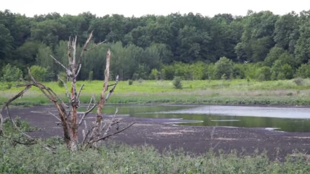 See zum Trocknen von Abwasser. Fäkalien ablassen. Schmutzwasser in Kläranlage. der Abfluss in der Branche. — Stockvideo