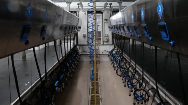 Murovani Kurylivtsy Ukraine February 2020 Cow Farm Equipment Milking Cows — 图库视频影像