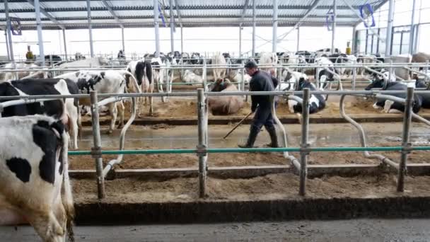 Murovani Kurylivtsy Ukraine February 2020 Cow Farm Modern Barn Stock — Stock Video