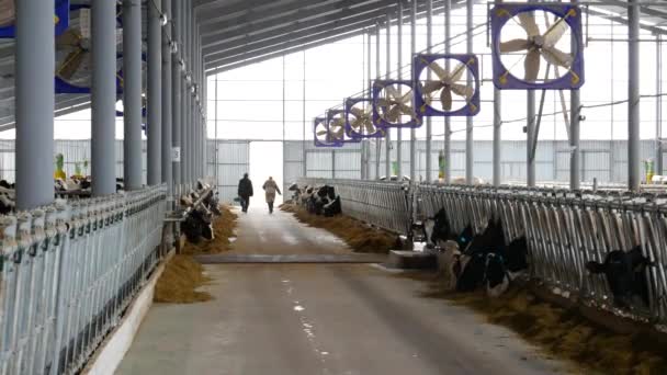 Cow Farm Modern Barn — Stock Video