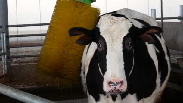 Ferme Vaches Une Grange Moderne Vache Vacances — Video