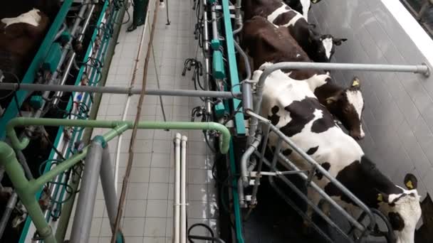 Mourovani Kurylivtsy ウクライナ 2020年2月5日 牛の農場 牛を搾乳する設備 搾乳室 編集映像 — ストック動画