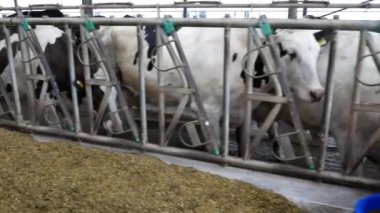 Cow farm. Modern barn. Cow on vacation.