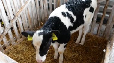 Cow farm. Modern barn. Cow on vacation.
