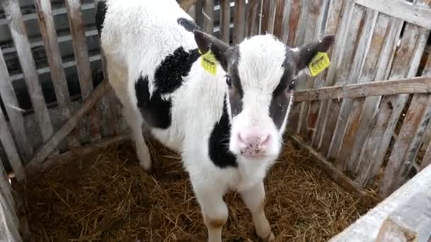 Ferme Vaches Une Grange Moderne Vache Vacances — Video