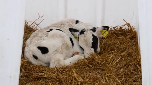 Ferme Vaches Une Grange Moderne Vache Vacances — Video