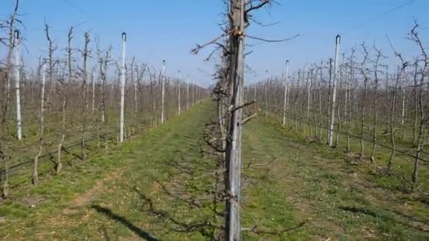 Apple Garden Pole Pro Pěstování Jablek Moderní Technologie Pro Pěstování — Stock video