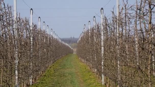 Field Growing Apples Apple Garden Modern Technology Growing Apples — Stock Video