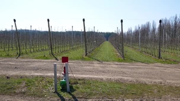 Поле Вирощування Яблук Сад Яблук Сучасна Технологія Вирощування Яблук — стокове відео